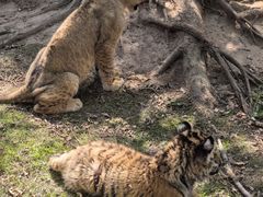 -西霞口神雕山野生动物世界