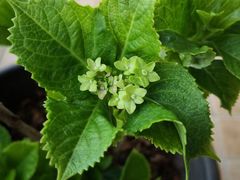 -海口骑楼小吃街