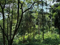 -黄埔油麻山森林公园