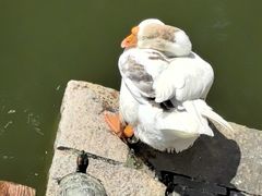 -苏州文庙(姑苏区)