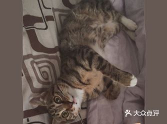 这段时间 全家人天天在家围着猫打转 爷爷奶奶天天用逗