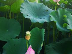 -莲花池公园