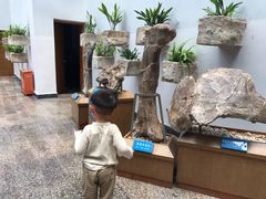 -自贡恐龙博物馆