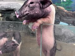 -正佳雨林生态植物园