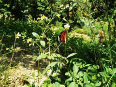 -黄埔油麻山森林公园