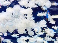 -太平洋海底世界