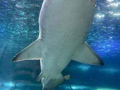 -悉尼海洋生物水族馆