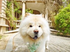 -超宠爱宠物摄影-Super pet