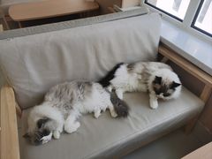 -鼓捣猫呢主题猫咖店