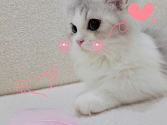 -Bastet sally猫舍购宠(静安店)