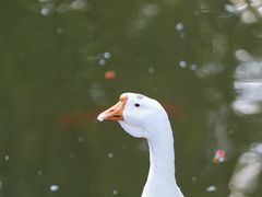 -苏州文庙(姑苏区)