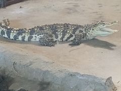 -哈尔滨北方森林动物园
