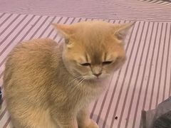 -大型宠物商超·宠海王国·宠物猫狗活体·用品·美容(新世界百货重庆店)