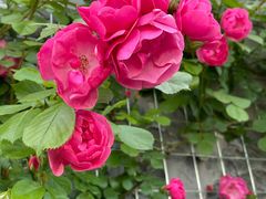 -芳华路(地铁站)