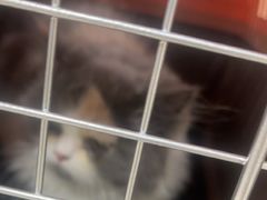 -佳雯宠物医院·皮肤科·内外科(春晓路分院)