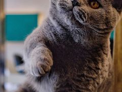 -飞行喵MR PILOT|猫舍·猫咖(静安大融城店)