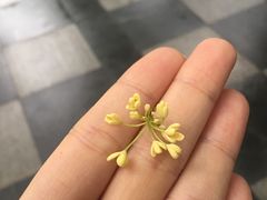 -吴记酱骨炖菜馆(西大直街店)