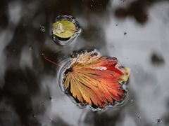 -秋霞圃