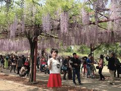-嘉定紫藤园