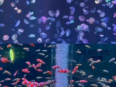-海合安成都极地海洋公园