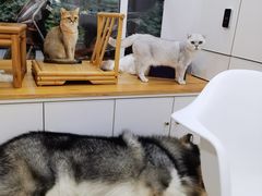 -李小姐の猫咖啡馆(五角场店)