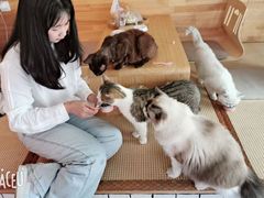 -喵屿·大理花园猫咖