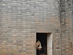 -都江堰中华大熊猫苑