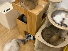 -有喵·猫咖·狗咖·30几只猫10只小狗(岗厦店)
