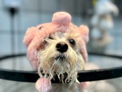 -爱派特动物医院·全科诊疗中心