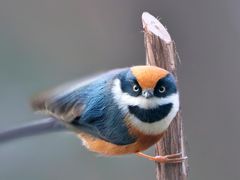 -菜香根大酒楼(首师大店)