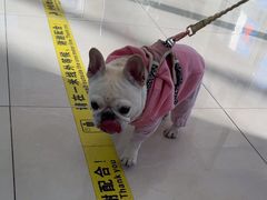 -北京观赏动物医院·24小时大型综合·猫专科·异宠专科