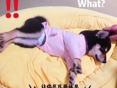 -逗柴咖啡屋·狗咖猫咖宠物桌游