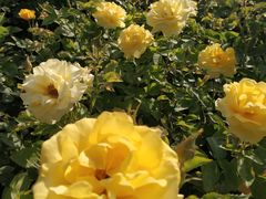 -廊坊文化艺术中心