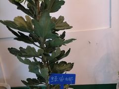 -青枫公园
