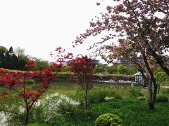 -嘉定紫藤园
