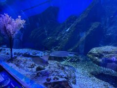 -海合安武汉极地海洋公园