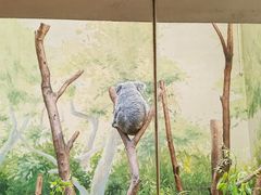 -广州长隆野生动物世界