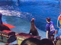 -烟台海昌鲸鲨海洋公园