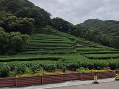-香芙茗茶楼(梅家坞总店)