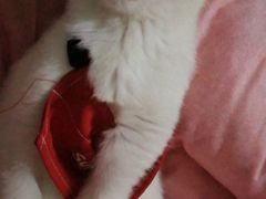 -暖阳宠物医院·犬猫康复中心·骨科