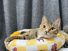 -美联众合动物医院(·中兽医·疑难杂症·严家桥分院)