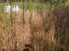 -翠湖国家城市湿地公园