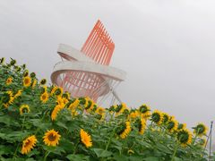 -荷兰花海