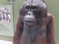 -国家自然博物馆