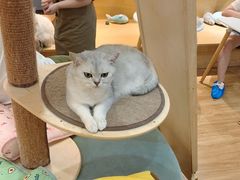 -滚猫咖啡·猫咖·猫友好撸猫(未来城店)