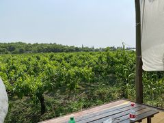 -樂桃源奉贤黄桃种植采摘基地