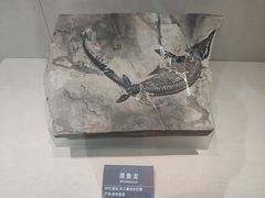 -安徽省地质博物馆