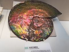 -国家自然博物馆