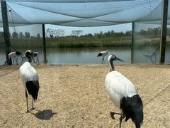 -盐城丹顶鹤湿地生态旅游区