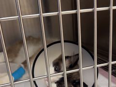 -瑞派康怡24h宠物医院·犬猫医疗中心·微创绝育(瑞景分院)